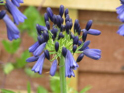 Agapanthus inapertus