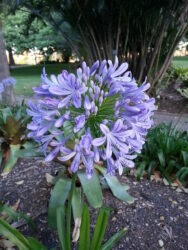 Agapanthus praecox