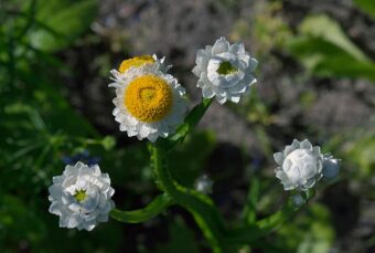 Growing Ammobium in Containers- Growing Winged Everlasting