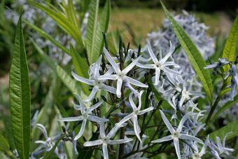 Amsonia are a starry delight in the container garden.