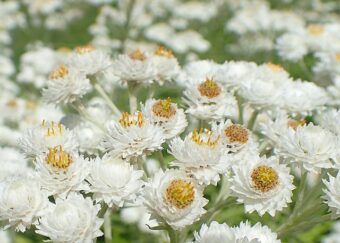 Growing Anaphalis in Containers- Growing Pearl Everlasting