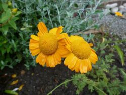 Anthemis sancti-johannis