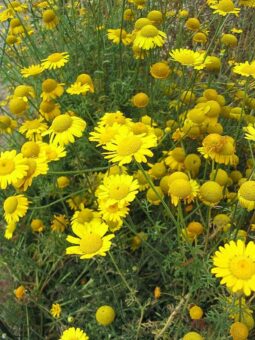 Anthemis tinctoria