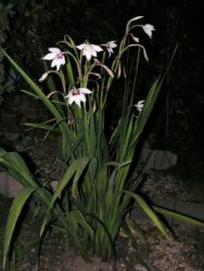 Gladiolus murielae