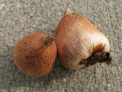 Gladiolus murielae bulbs