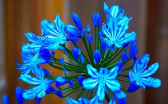 Agapanthus make ideal candidates in containers