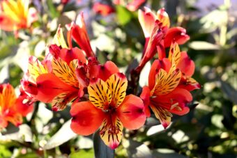 Alstromerias are such colourful plant so why not grow some in containers.