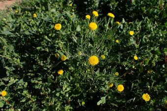 Growing Anacyclus in Container-Growing Mount Atlas Daisy or Spanish Chamomile