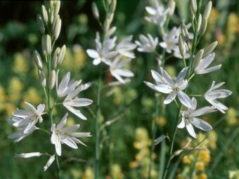 Anthericum are a great bulb alternative to have in the container garden.