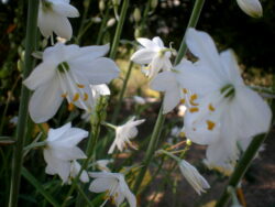 Anthericum liliago