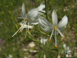 Anthericum ramosum