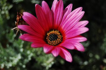 Arctotis makes excellent daisy-like blooms in containers