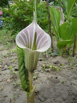 Growing Arisaemas in Containers- Growing Jack-in-the-Pulpits or Cobra Lilies