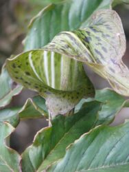 Arisaema nepenthoides