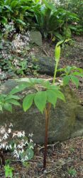 Arisaema tortuosum