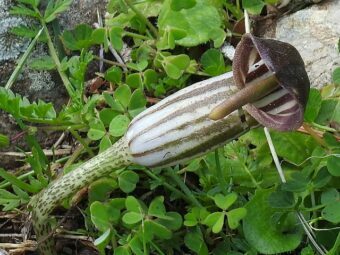 Growing Arisarum in Containers- Growing Mouse Plant