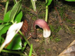 Arisarum proboscideum