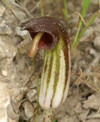 Arisarum vulgare