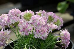 Armeria juniperifolia