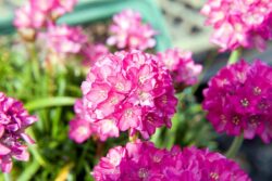 Armeria maritima 'Bloodstone'