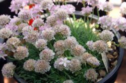 Armeria maritima 'Pride of Düsseldorf'