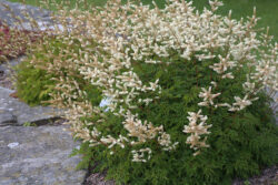 Aruncus aethusifolius