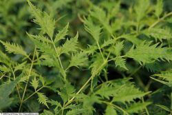 Aruncus dioicus 'Kneiffii'