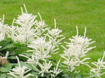 Growing Aruncus in Containers-Growing Goat’s Beard