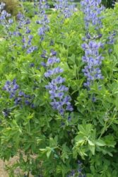 Baptisia australis