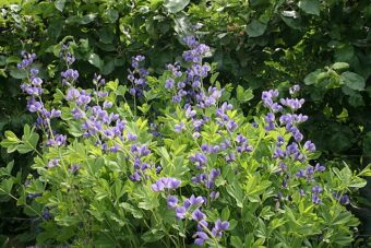 Growing Baptisia in Containers-Growing Wild Indigo or False Indigo