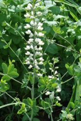 Baptisia lactea