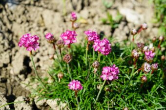 Growing Armerias in Containers- Growing Thrift, Pincushions or Sea Pinks