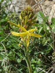 Asphodeline lutea