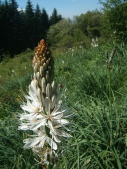 Growing Asphodelus in Containers- Growing Asphodel