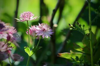 Astrantias look great in containers with their unusual flowers