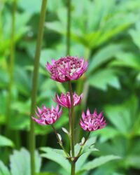 Astrantia major