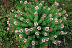 Astrantia maxima