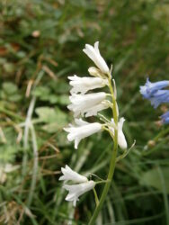 Brimeura amethystina 'Alba'