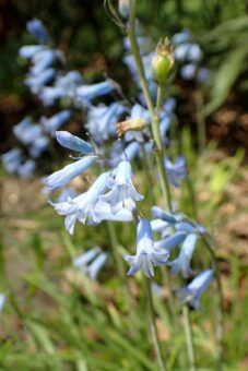 Growing Brimeura in Containers- Growing Spanish Hyacinth