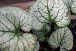 Brunnera 'Jack Frost'