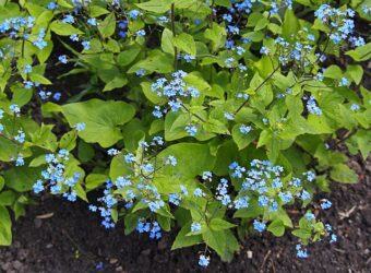 Brunnera make colourful flowers and leaves in the spring container display.