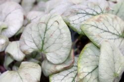 Brunnera macrophylla 'Looking Glass'