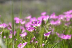 Calandrinia ciliata