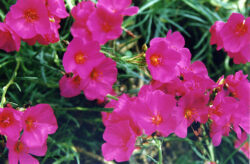 Calandrinia umbellata