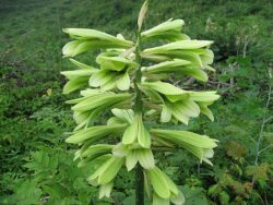 Cardiocrinum cordatum var. glehnii