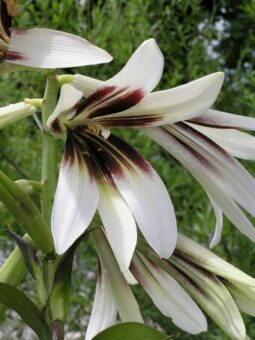 Growing Cardiocrinum in Containers- Growing Giant Himalayan Lily
