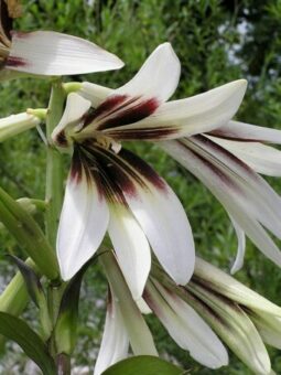 Cardiocrinum giganteum