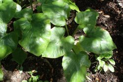 Cardiocrinum giganteum var. yunnan