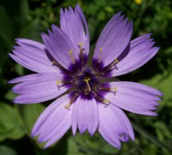 Catananche caerulea