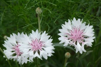 Catananches are great little plants so why not grow them in containers